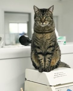 Sweet Pea Animal Hospital Resident Cat Barnabus