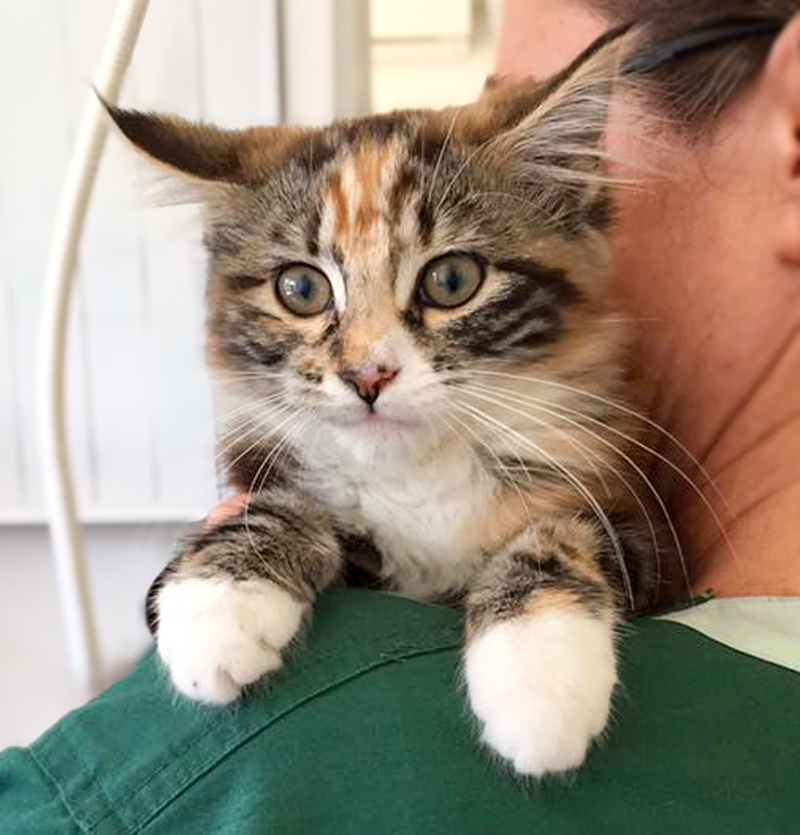Sweet Pea Animal Hospital Cat Emergency Care